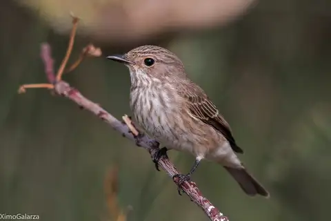 Spotted Flycatcher