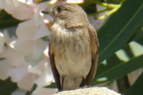 Mediterranean Flycatcher