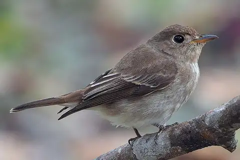 Brown-streaked Flycatcher