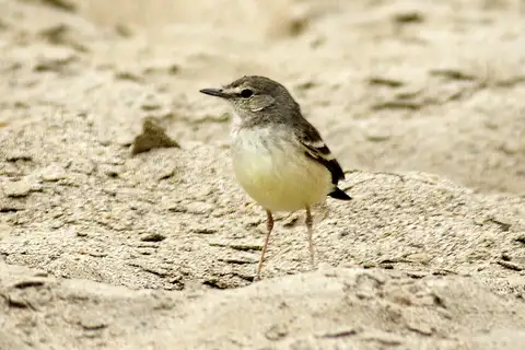 Short-tailed Field Tyrant