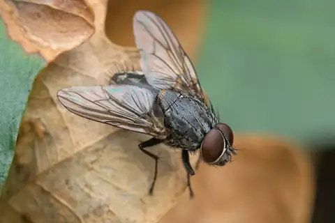 Dark-horned Muscina