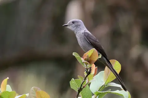 Shear-tailed Grey Tyrant