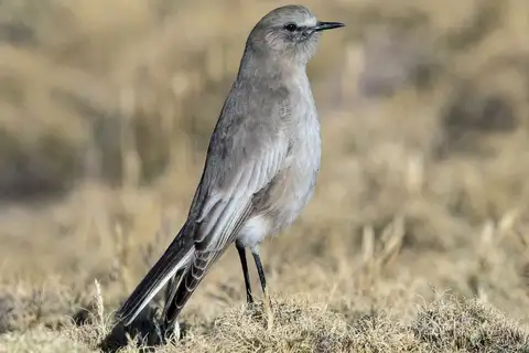 White-fronted Ground Tyrant