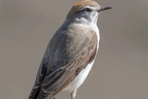 White-browed Ground Tyrant