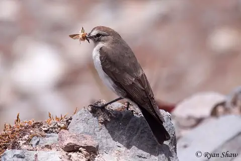 Paramo Ground Tyrant