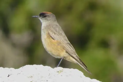 Cinnamon-bellied Ground Tyrant