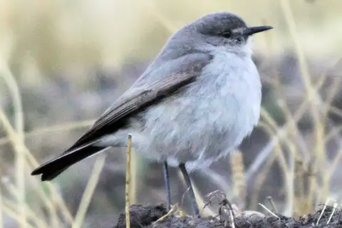 Cinereous Ground Tyrant