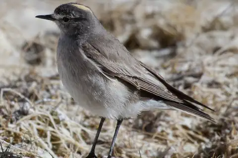 Ochre-naped Ground Tyrant