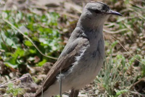 Black-fronted Ground Tyrant