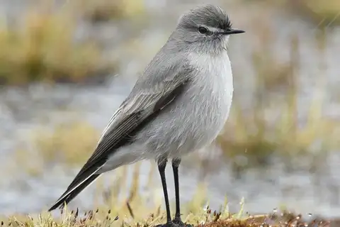 Taczanowski's Ground Tyrant