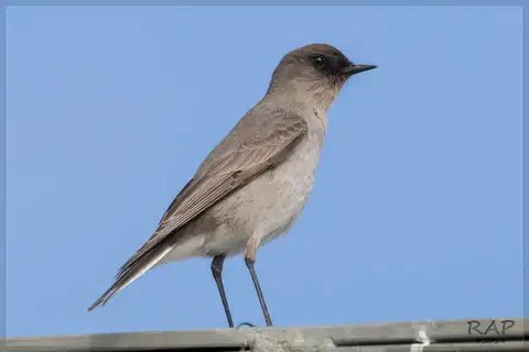 Dark-faced Ground Tyrant
