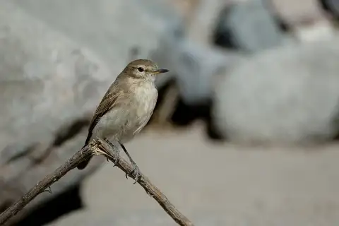 Spot-billed Ground Tyrant