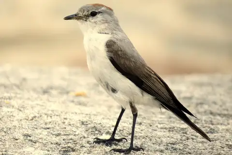 Rufous-naped Ground Tyrant
