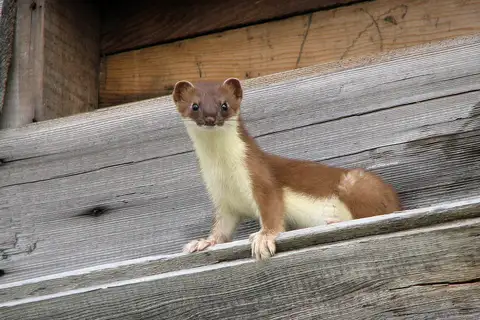 Eurasian Stoat