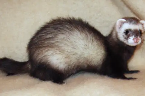 Domestic Ferret