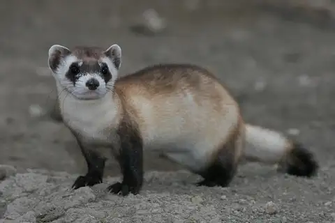 Black-footed Ferret