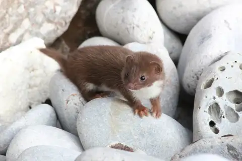 Least Weasel