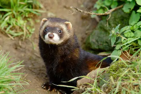 Western Polecat