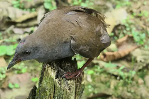 Colombian Crake