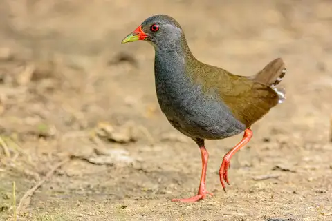 Paint-billed Crake