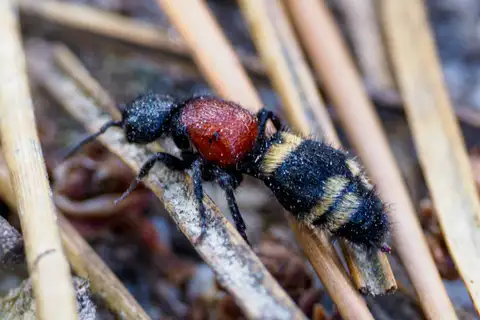Large Velvet Ant