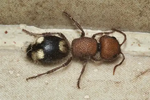Five-spotted Velvet Ant