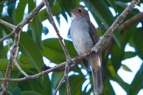Cuban Solitaire