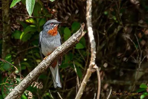 Rufous-throated Solitaire