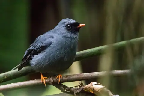 Black-faced Solitaire