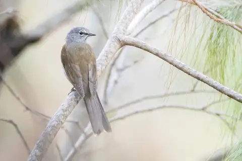 Brown-backed Solitaire