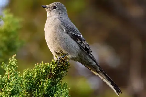 Townsend's Solitaire