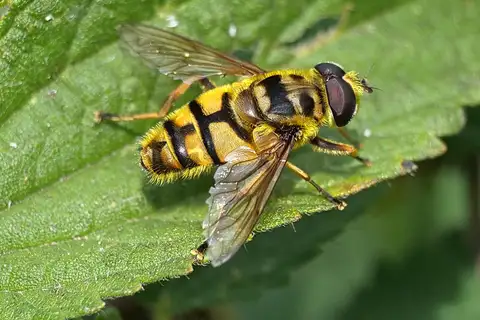 Yellow-haired Sun Fly