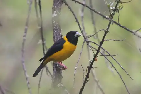 Collared Grosbeak