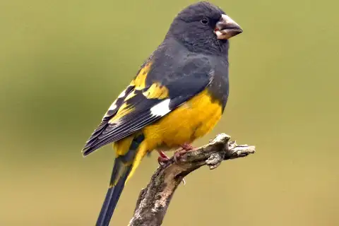 White-winged Grosbeak