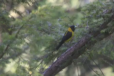 Black-and-yellow Grosbeak