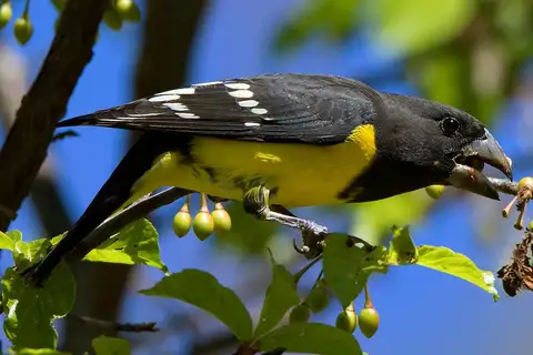 Spot-winged Grosbeak