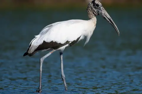 Wood Stork