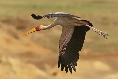 Yellow-billed Stork