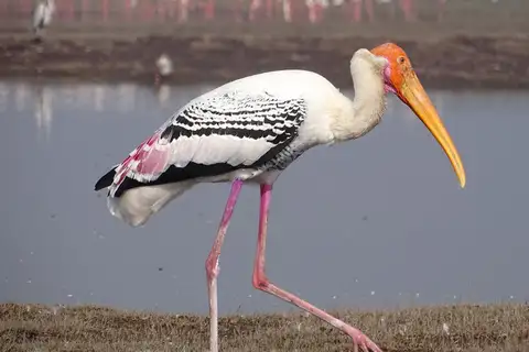 Painted Stork