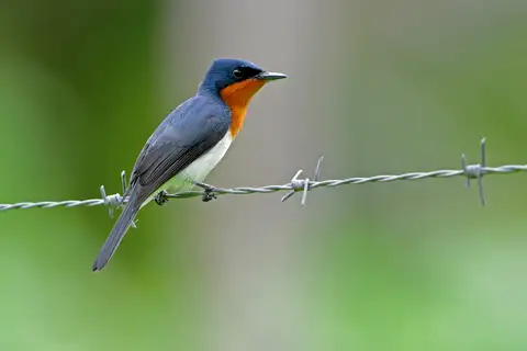 Samoan Flycatcher