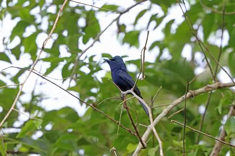Biak Black Flycatcher