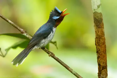 Chestnut-throated Flycatcher