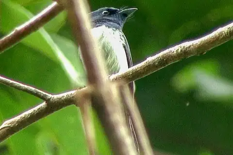 Makira Flycatcher