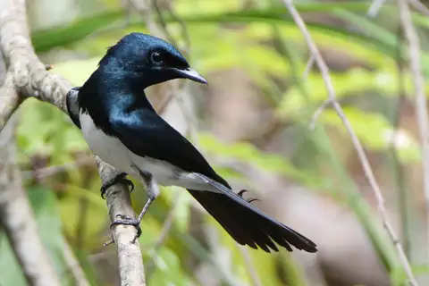 Satin Flycatcher
