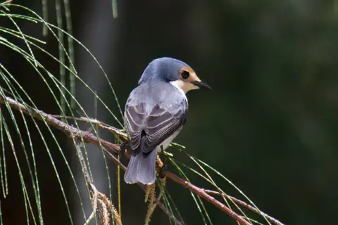 Palau Flycatcher