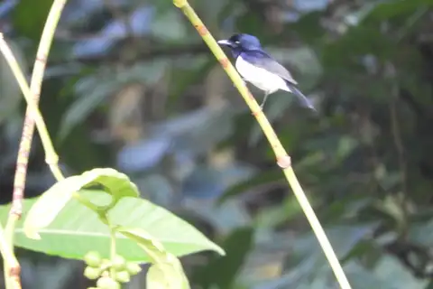 Steel-blue Flycatcher