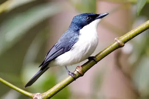 Moluccan Flycatcher