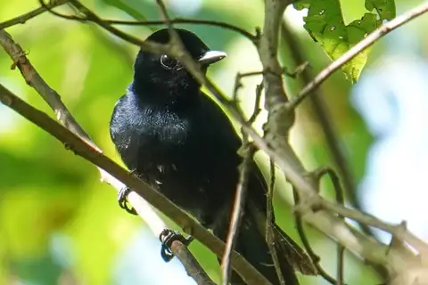 Mussau Flycatcher