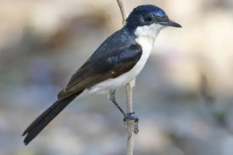 Restless Flycatcher