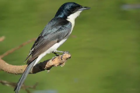 Paperbark Flycatcher